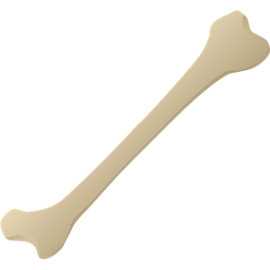 Bone PNG-46845